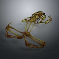 Dynamic Frog Skeleton in Leaping Pose with Detailed Structure against Dark Background