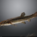 Long Bodied Fish With Whiskers And Brown Orange Coloration On Gray Gradient Background