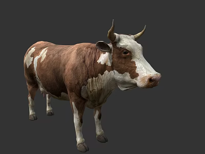 Brown And White Cow With Horns Standing On Gray Background 3d model