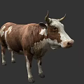Brown And White Cow With Horns Standing On Gray Background
