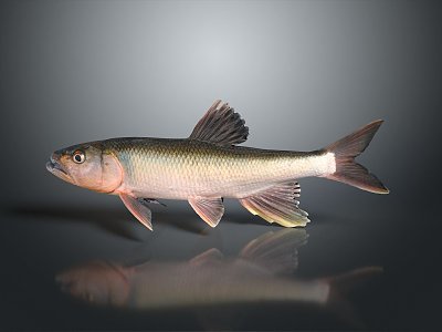 Catfish Carp Sturgeon Bass Freshwater Fish Various Carp Grass Carp Crucian Carp 3d model