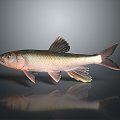 Catfish Carp Sturgeon Bass Freshwater Fish Various Carp Grass Carp Crucian Carp 3d model