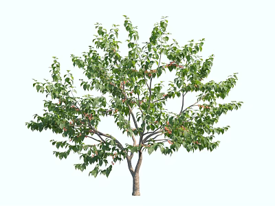 Lush Green Tree With Dense Foliage And Strong Trunk Structure 3d model