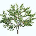 Lush Green Tree With Dense Foliage And Strong Trunk Structure