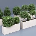 plant potted plant tree landscape tree green plant greening vegetation bonsai 3d model