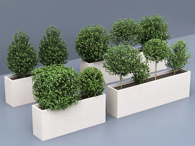 Green Potted Arbor Trees in White Rectangular Planters for Modern Landscape Decoration 3d model