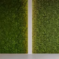 Lush Indoor Living Plant Wall With Vertical Garden Design And Bright Natural Light