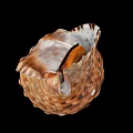 Brown And White Spiral Shell Decorative Ornament Set With Natural Texture For Home Decor