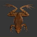 Orange Frog with Open Mouth and Prominent Red Eyes on Dark Background