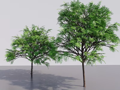Two Short And Tall Arbor Trees With Green Foliage Shadows On Grey Background And Floor 3d model