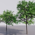 Modern Small Leaf Trees Street Trees Big Trees Tall Trees Landscape Plants Multi-trunk Trees Courtyard Trees Multi-branch Leaf Trees 3d model