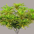 Variegated Shrub with Green and Yellow Leaves Lush Foliage for Outdoor Garden Landscaping