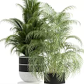 Various Green Potted Plants with Large Leaves Ferns and Stylish Pots on Stands