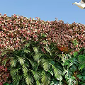 Outdoor Garden Living Plant Wall With Lush Green Plants And Natural Scenery