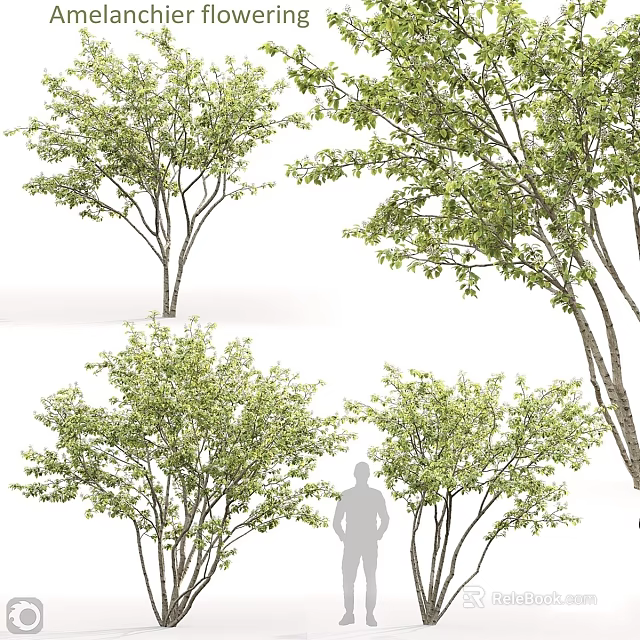 Multiple Green Leafy Arbor Trees With Various Forms And Human Silhouette For Scale 3d model 