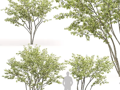 Multiple Green Leafy Arbor Trees With Various Forms And Human Silhouette For Scale 3d model