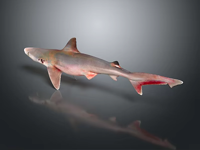 Gray Shark With Red Tail Swimming In Dark Background With Reflection 3d model