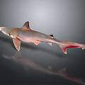 Gray Shark With Red Tail Swimming In Dark Background With Reflection 3d model