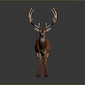 Majestic Brown Deer With Impressive Large Antlers Standing On Gray Background