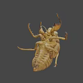 Cicada Exuvia Exoskeleton Showing Detailed Natural Structure And Yellowish Features