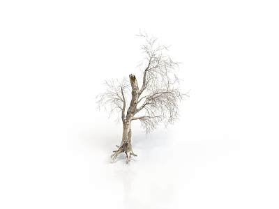 A Bare Tree With Slender Trunk Branches And Exposed Roots On White Background 3d model