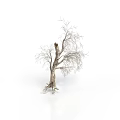 A Bare Tree With Slender Trunk Branches And Exposed Roots On White Background