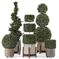 Various Shaped Decorative Bonsai Plants In Stylish Modern Design Pots 3d model