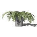 Potted Fern Plant in Gray Cylindrical Pot with Lush Green Fronds for Indoor Decorative