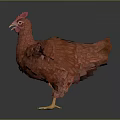 Chicken hen five-haired chicken 3d model