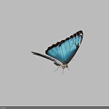 Beautiful Blue Butterfly With Vibrant Wings And Detailed Patterns As Flying Insect