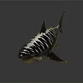 Detailed Realistic Shark With White Stripes On Dark Background 3D Render