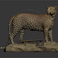 Detailed Cheetah Taxidermy Mount Standing On Rock With Information Plaque
