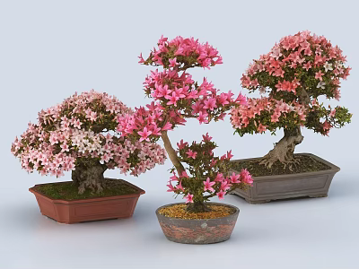Decorative Bonsai Plants With Pink And White Flowers In Ceramic Pots 3d model