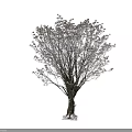 Bare Branched Arbor With White Frost Covered Crown And Natural Structure