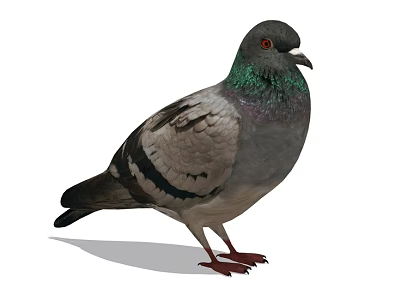 Gray Pigeon With Green Iridescent Feathers Standing On White Surface 3d model
