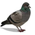 Gray Pigeon With Green Iridescent Feathers Standing On White Surface