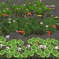 Pink Lotus Flowers Green Leaves and Koi Fish Swimming in Water Pond