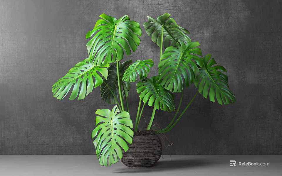 Potted Monstera Plant with Large Green Leaves in Woven Basket Pot Against Gray Wall 3d model 