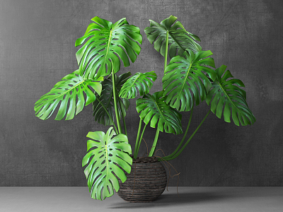 modern potted plant indoor potted plant model