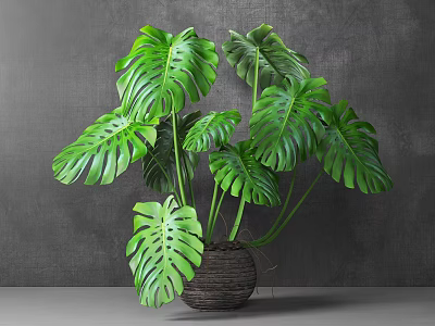 Potted Monstera Plant with Large Green Leaves in Woven Basket Pot Against Gray Wall 3d model