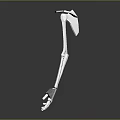 Detailed Human Skeleton Arm 3D Model With Anatomical Structure And Realistic Bone Details 3d model