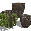 Bonsai Potted Plants In Wicker Planters With Green Trailing Foliage