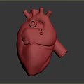 Red Human Heart Model Representing Chest Organ on Gray Background with Reflection 3d model