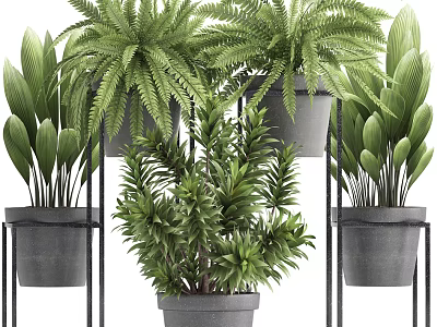 Indoor Potted Greenery With Various Plants On Metal Stands And Gray Pots 3d model