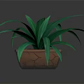 Green Leafy Plant With Long Leaves In Brown Square Pot On Black Surface