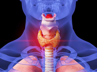 Medical Devices for 3D Thyroid Imaging with Blue Human Anatomy and Red Highlight 3d model