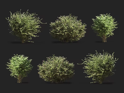 Different Types of Garden Bushes with Various Shapes and Green Foliage 3d model