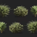 Different Types of Garden Bushes with Various Shapes and Green Foliage