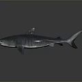 Detailed 3D Shark Model With Metallic Texture on Dark Reflective Background