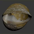 Marine Nautilus Spiral Shell With Yellow Brown Texture On Dark Reflective 3d model
